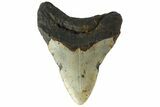 Fossil Megalodon Tooth - North Carolina #152988-1